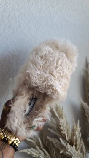 Cream Sheepa Slides