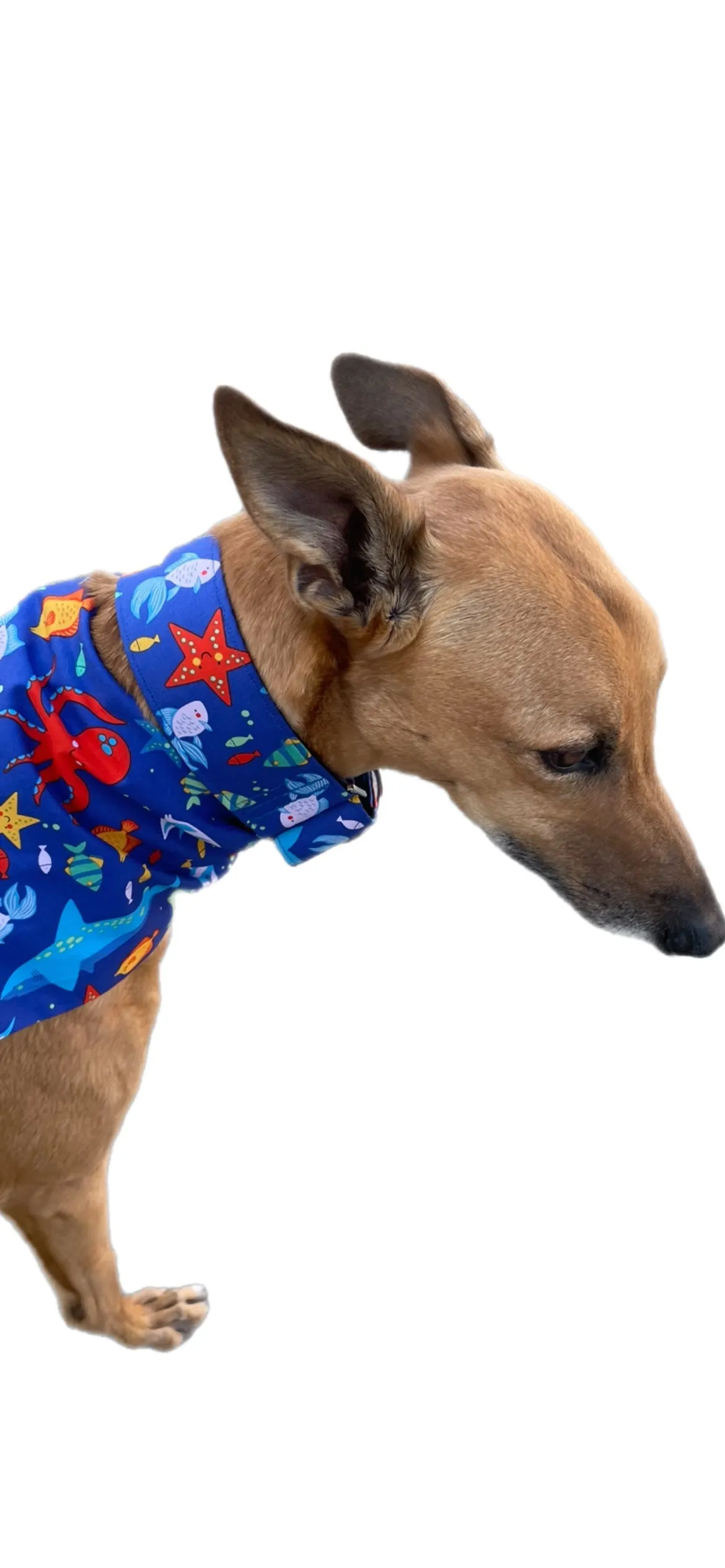 Little fishy Greyhound Martingale collar cotton covered 50mm width super soft