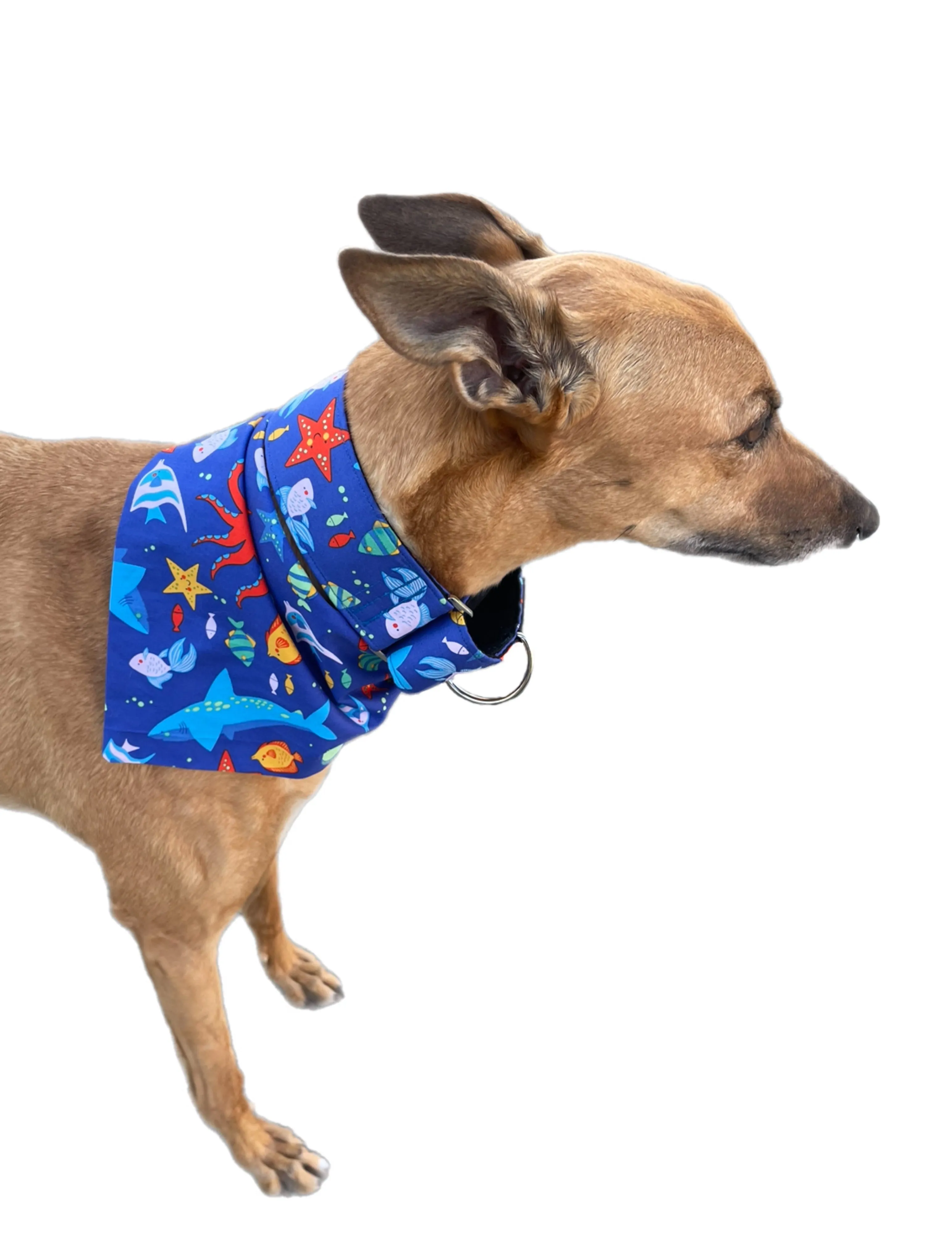 Little fishy Greyhound Martingale collar cotton covered 50mm width super soft
