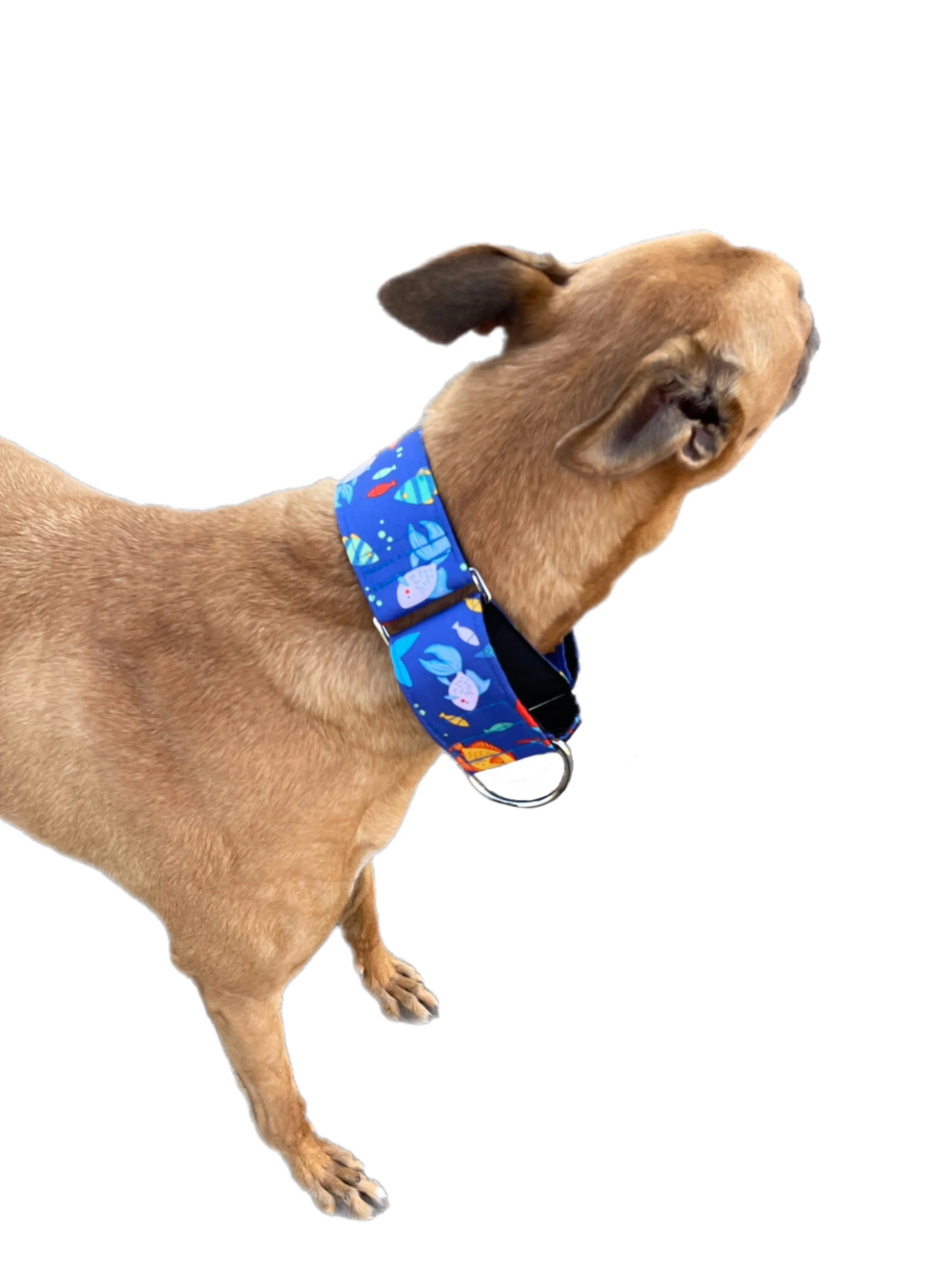 Little fishy Greyhound Martingale collar cotton covered 50mm width super soft