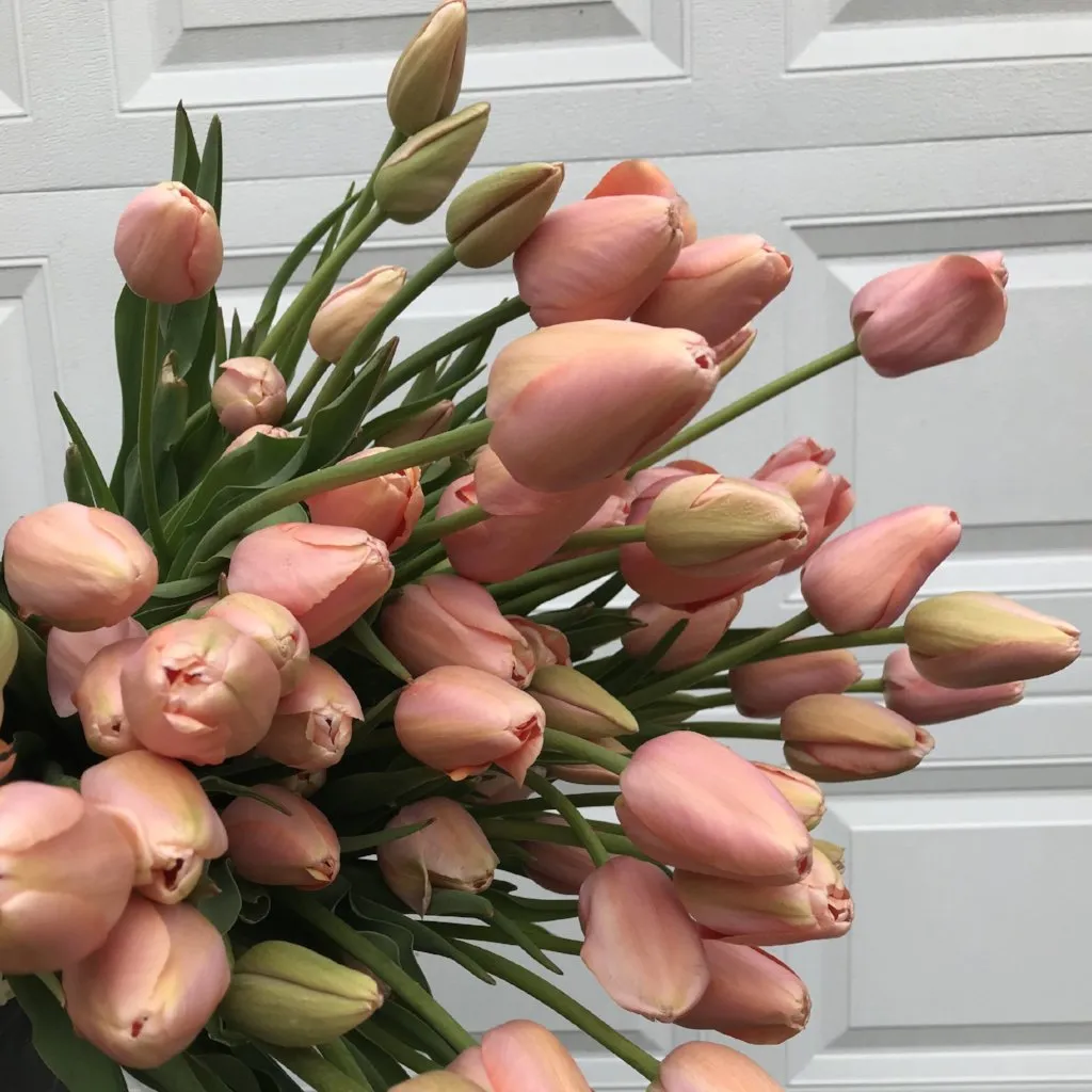 Tulip-Menton