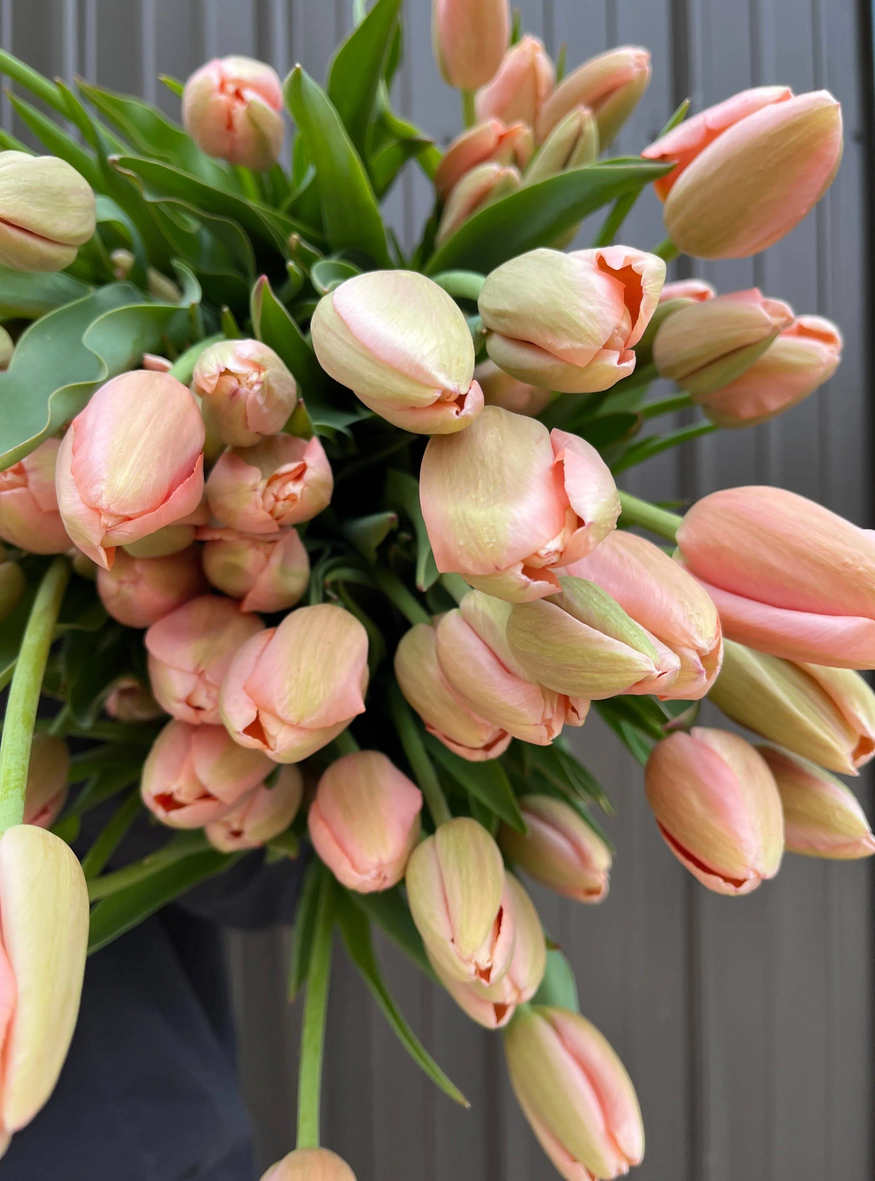 Tulip-Menton