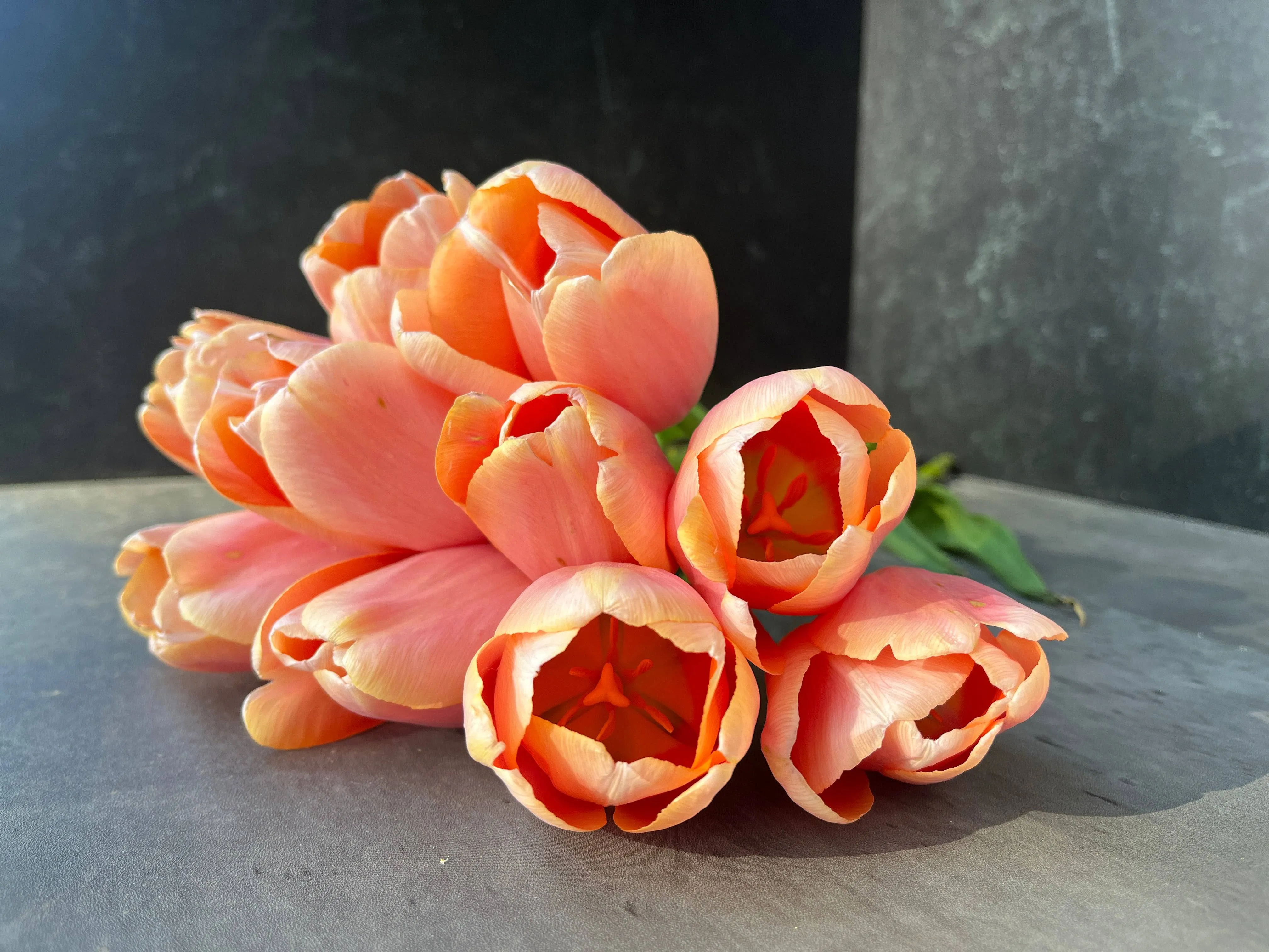 Tulip-Menton