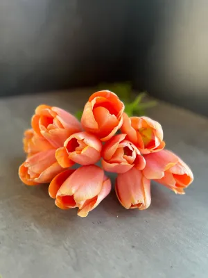 Tulip-Menton
